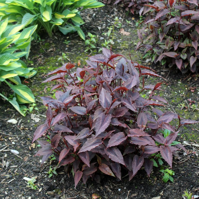 Renouée - Persicaria micro. Red Dragon (Plant habit)