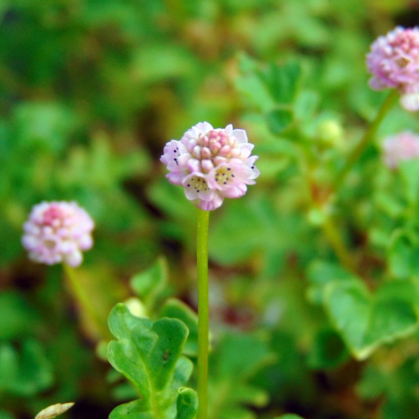 Renouée - Persicaria runcinata Needhams Form (Flowering)