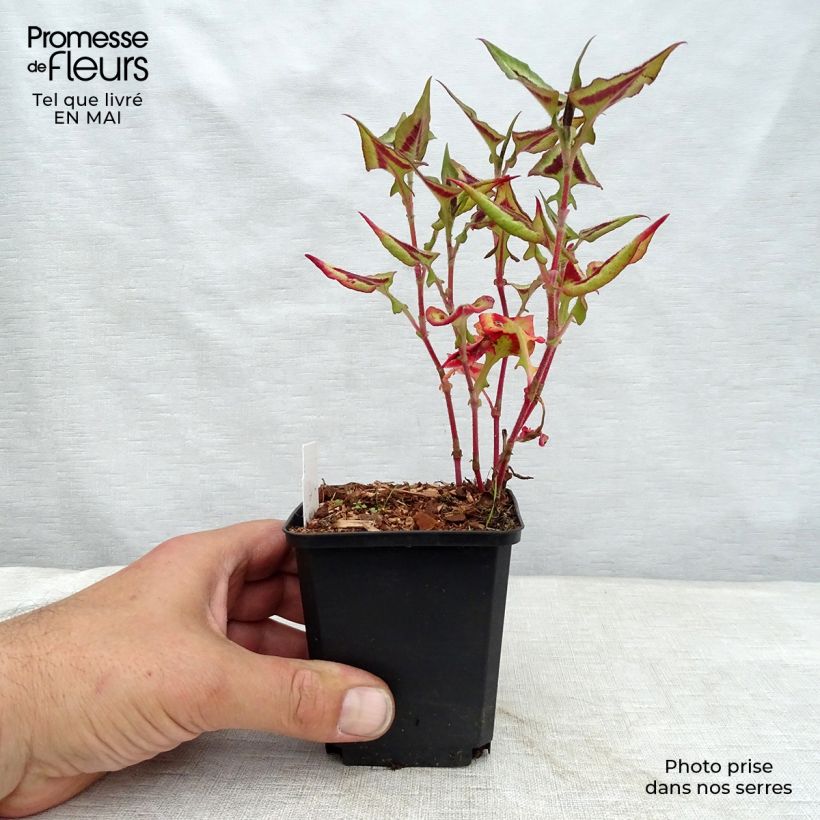 Example of Renouée - Persicaria runcinata Purple Fantasy Godet de 8/9 cm as you get in printemps