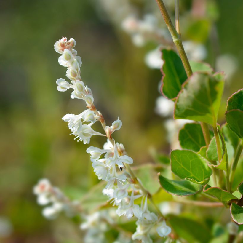 Renouée grimpante - Fallopia aubertii (Flowering)