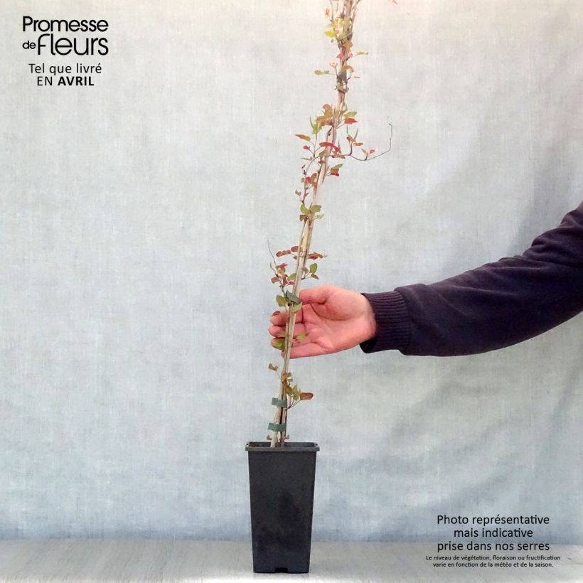 Example of Renouée grimpante - Fallopia aubertii Pot de 2L/3L as you get in printemps