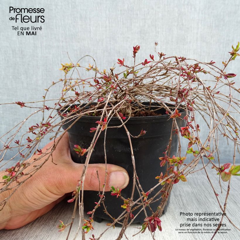 Example of Renouée rampante - Persicaria vacciniifolia Pot de 2L/3L as you get in printemps