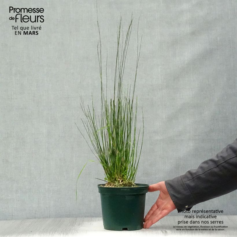 Example of Restio tetraphyllus - Baloskion tetraphyllum Pot de 2L/3L as you get in printemps