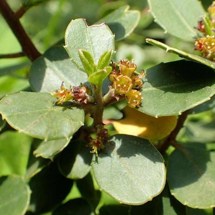 Rhamnus alaternus - Alaterne (Flowering)