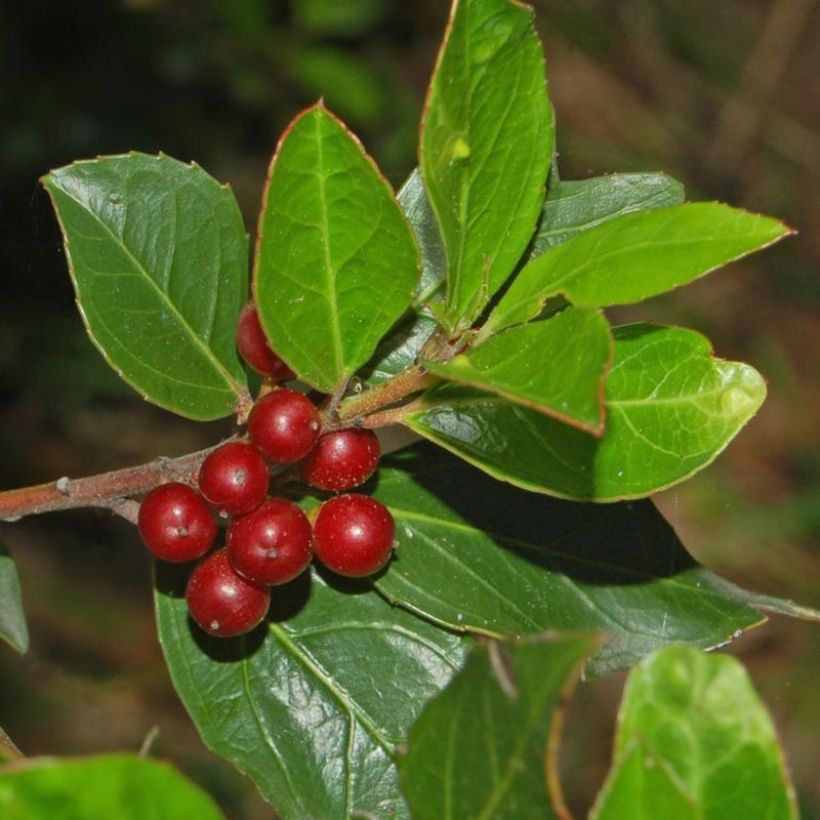 Rhamnus alaternus - Alaterne (Harvest)