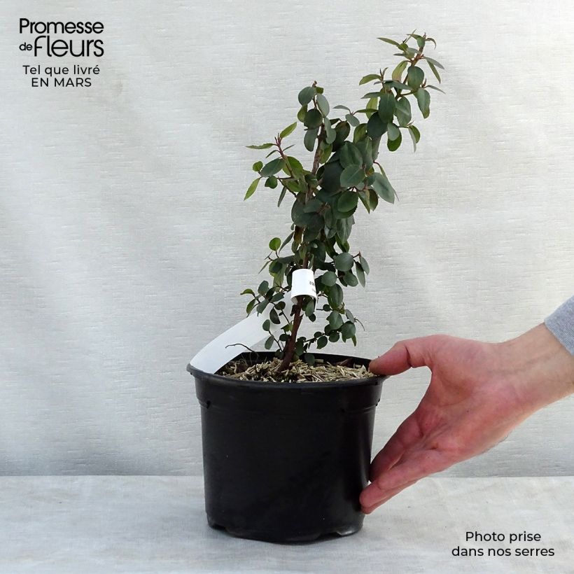 Example of Rhamnus alaternus - Alaterne Pot de 2L/3L as you get in printemps