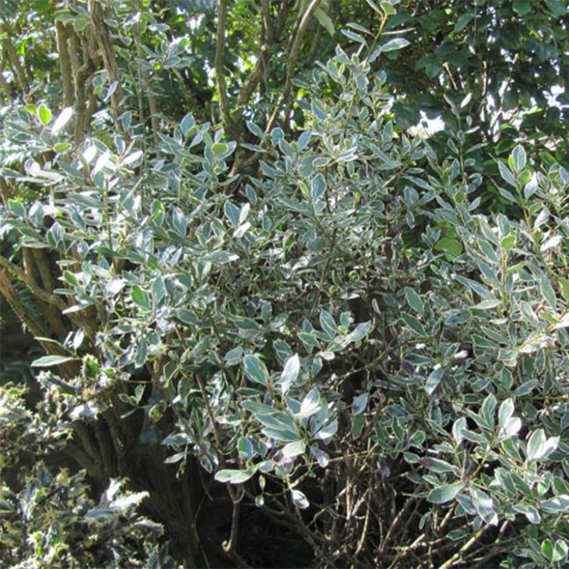 Rhamnus alaternus Argenteovariegata (Foliage)