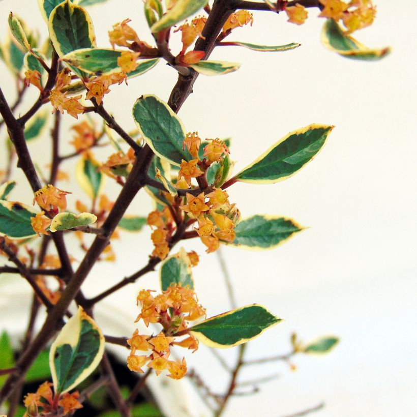 Rhamnus alaternus Argenteovariegata (Flowering)