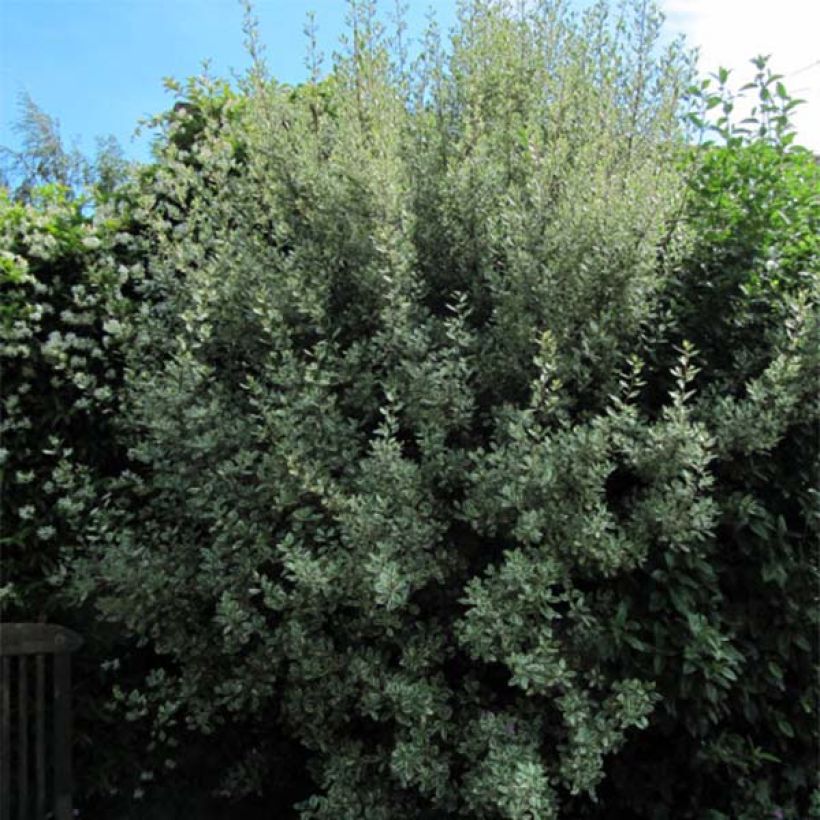 Rhamnus alaternus Argenteovariegata (Plant habit)