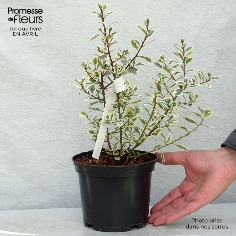 Example of Rhamnus alaternus Argenteovariegata Pot de 2L/3L as you get in printemps