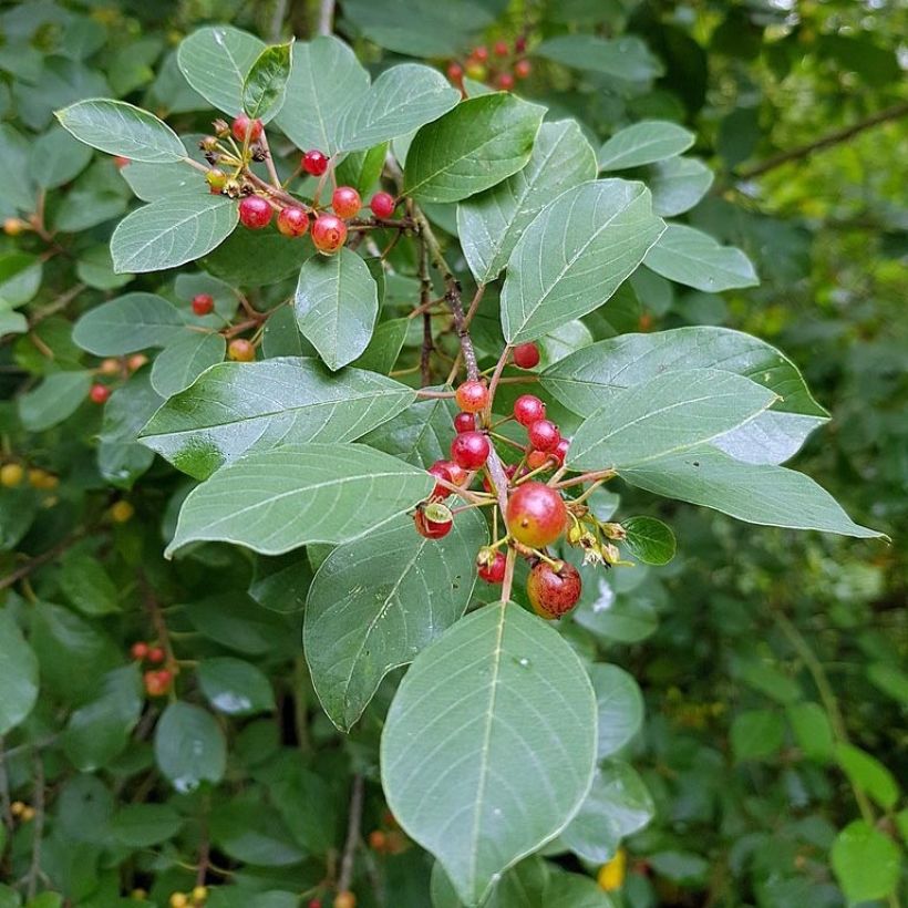 Rhamnus frangula - Bourdaine (Foliage)