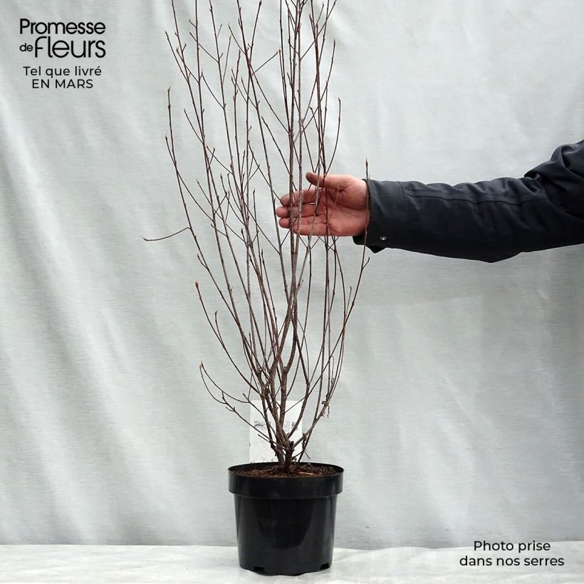 Spécimen de Rhamnus frangula Asplenifolia - Frangula alnus Pot de 2L/3L tel que livré au printemps