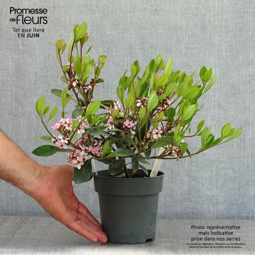 Example of Rhaphiolepis Pink Cloud Pot de 1,5L/2L as you get in printemps