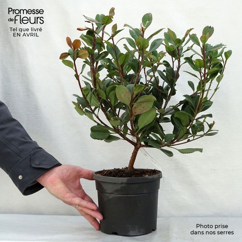 Spécimen de Rhaphiolepis Spring Time Pot de 3L/4L tel que livré au printemps