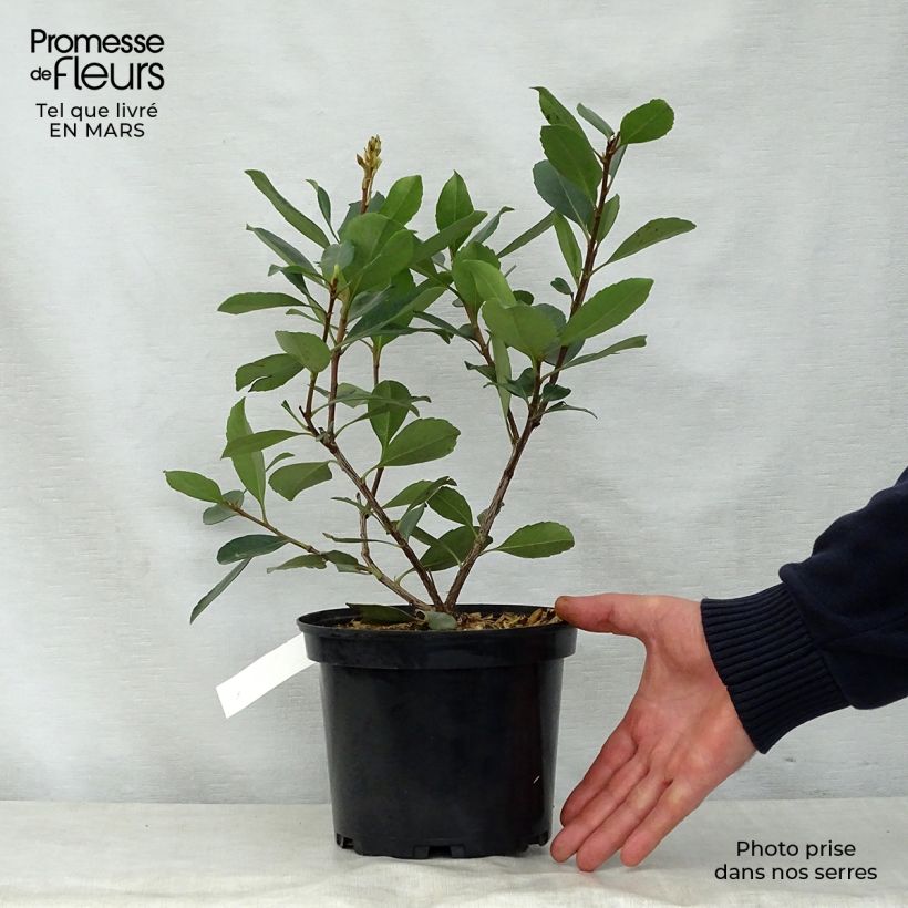 Example of Rhaphiolepis delacourii Coates Crimson Pot de 2L/3L as you get in printemps