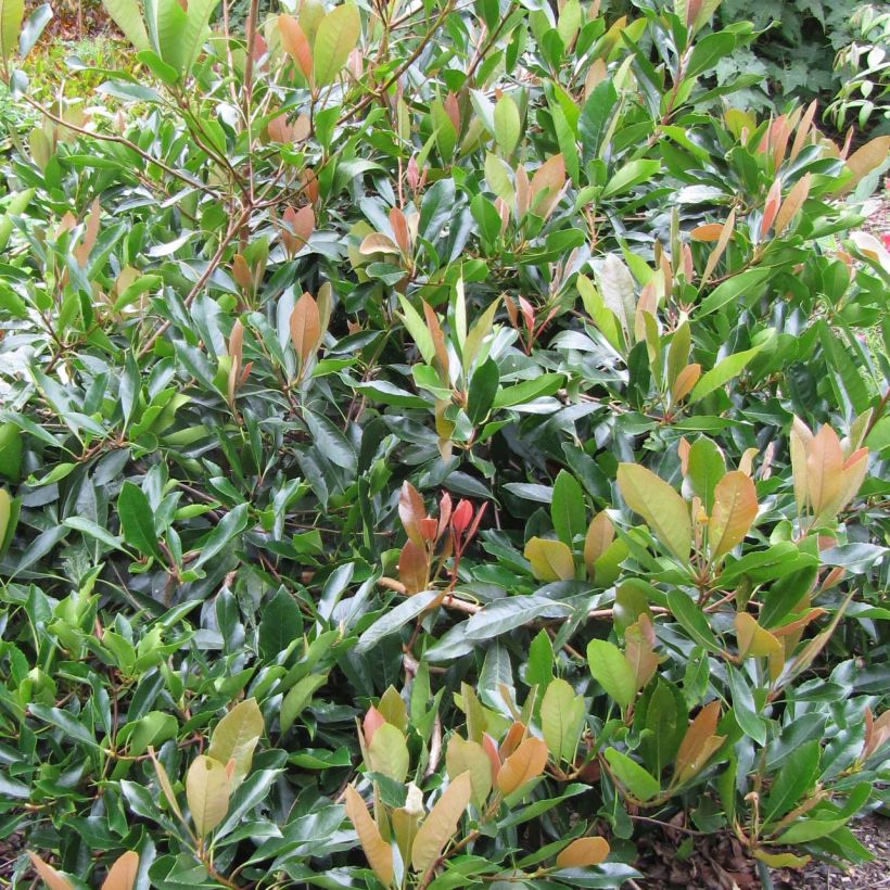Rhaphiolepis umbellata Ovata (Foliage)