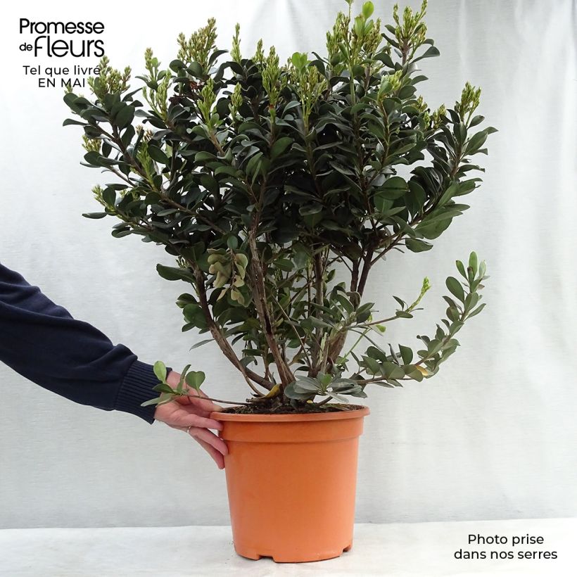 Example of Rhaphiolepis umbellata Ovata Pot de 7,5L/10L as you get in printemps