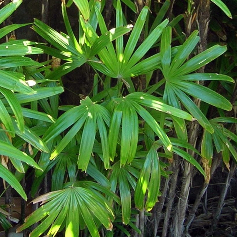 Rhapis excelsa - Palmier bambou (Foliage)