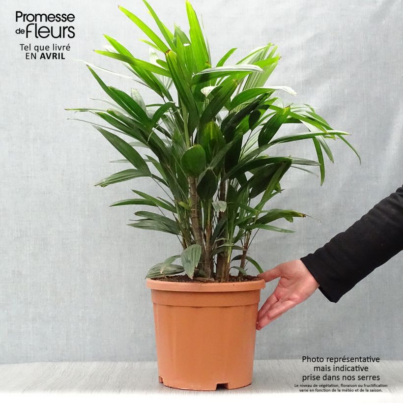 Example of Rhapis excelsa - Palmier bambou Pot de 7,5L/10L as you get in printemps