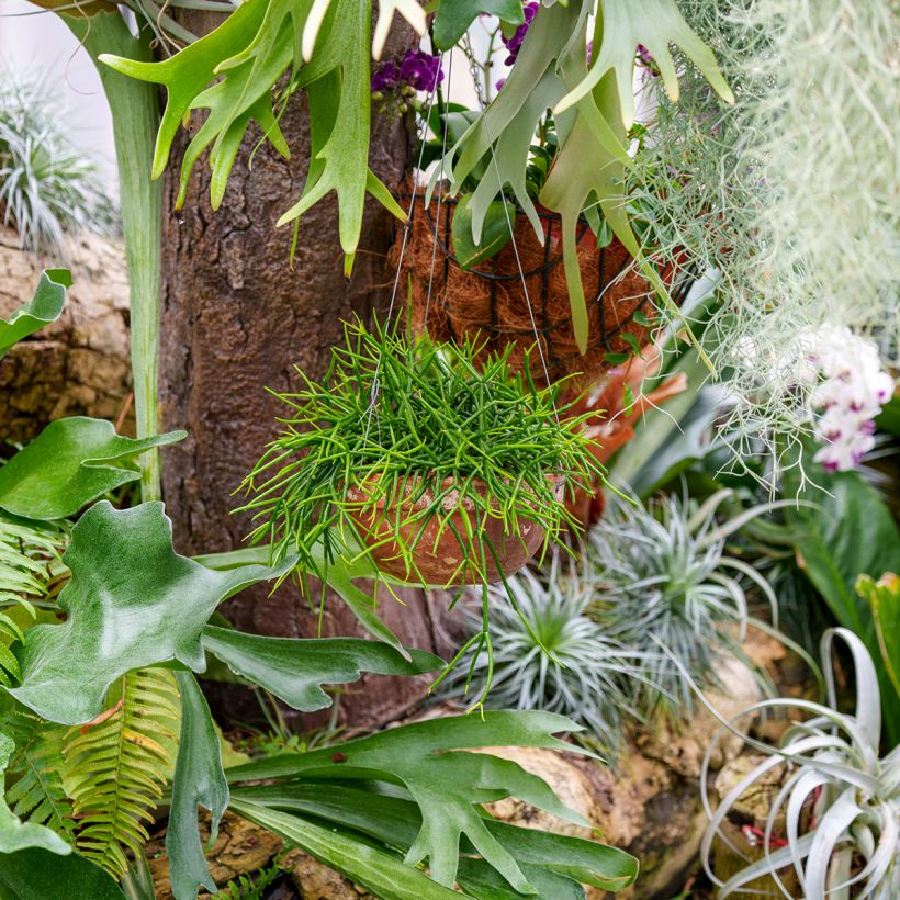 Rhipsalis baccifera - Cactus-jonc fructifère (Plant habit)