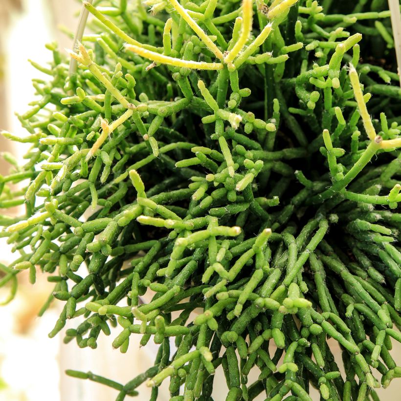 Rhipsalis cereuscula - Cactus corail (Feuillage)