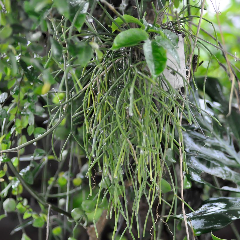 Rhipsalis cereuscula - Cactus corail (Port)