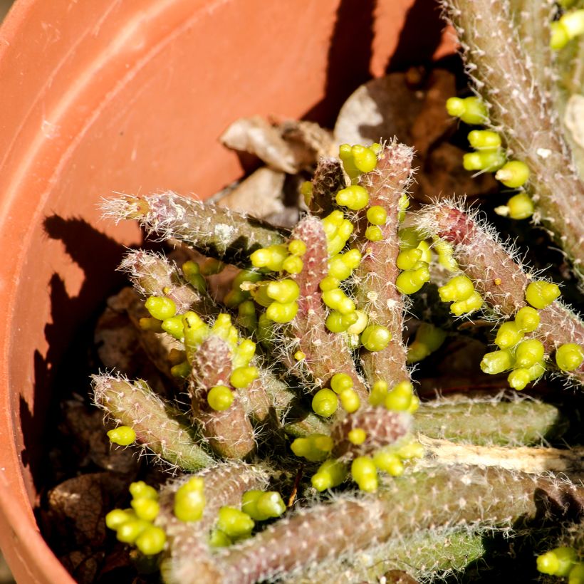 Rhipsalis horrida - Cactus-gui (Foliage)