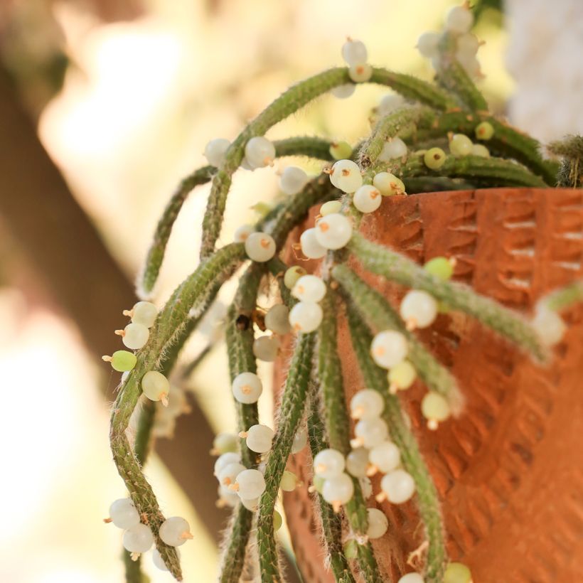Rhipsalis horrida - Cactus-gui (Harvest)
