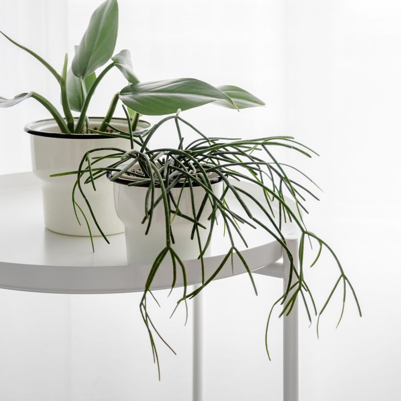 Rhipsalis cassutha - Cactus-gui (Port)