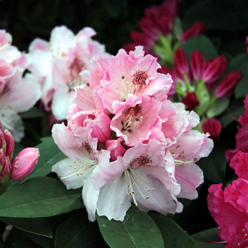 Rhododendron Albert Schweitzer - Grand Rhododendron (Flowering)