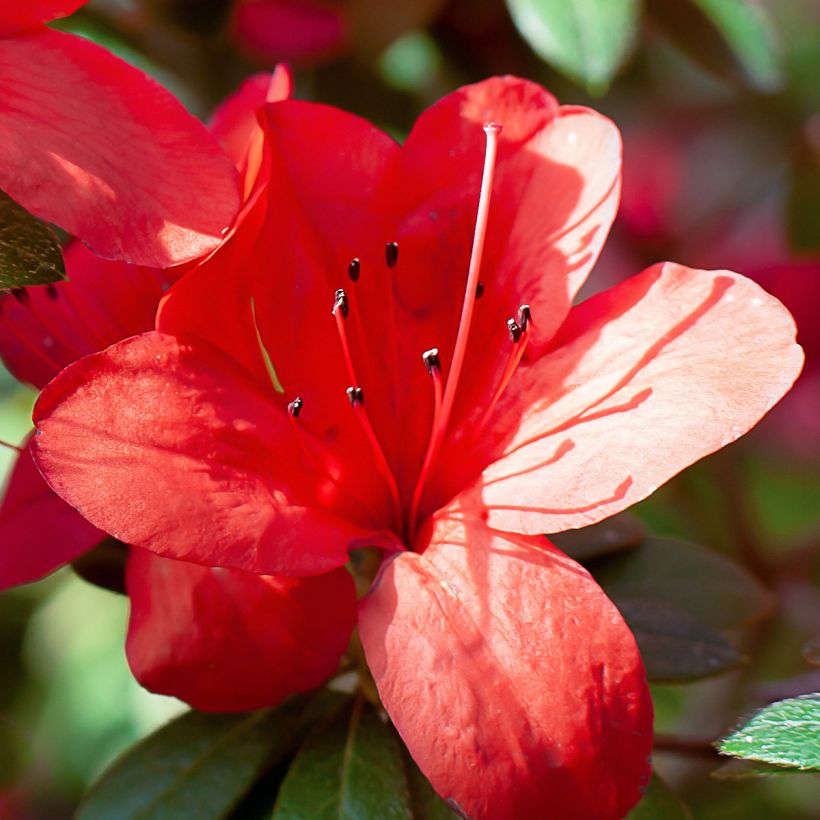 Azalée du Japon Ardeur - Rhododendron hybride (Flowering)