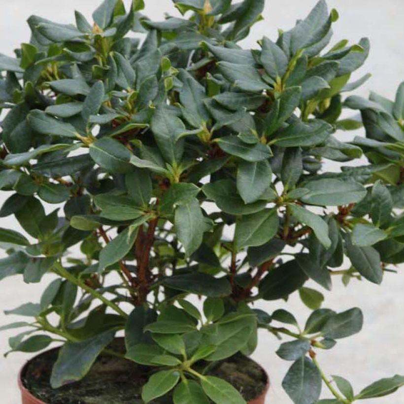 Rhododendron Baden-Baden - Rhododendron nain (Foliage)