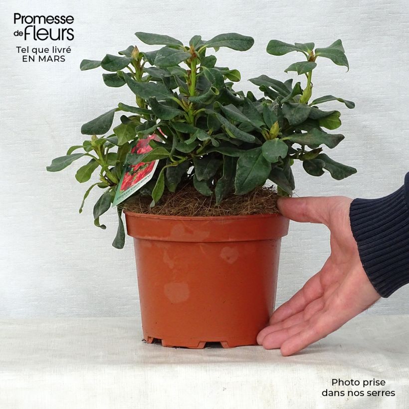 Example of Rhododendron Baden-Baden - Rhododendron nain Pot de 2L/3L as you get in printemps