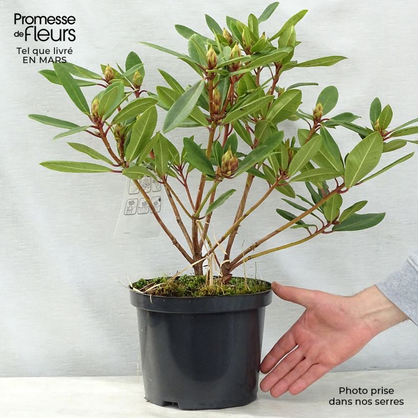 Spécimen de Rhododendron Bernstein Pot de 4L/5L tel que livré au printemps