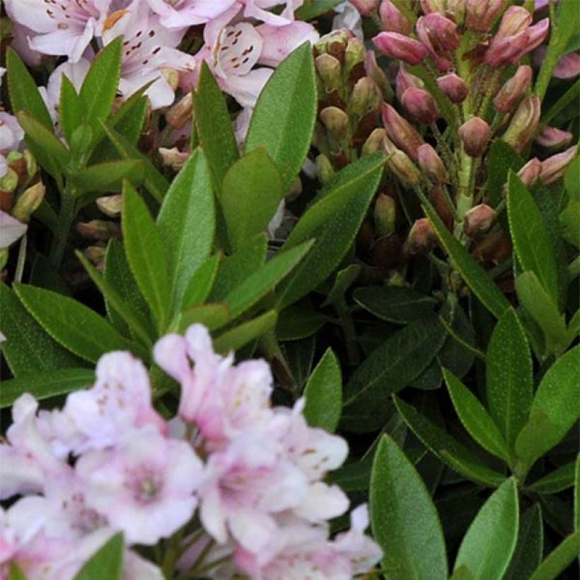 Rhododendron Bloombux (Foliage)