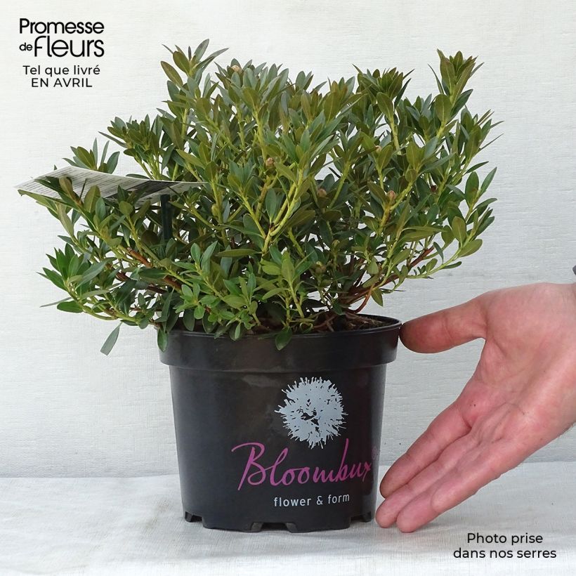 Example of Rhododendron Bloombux Pot de 2L/3L as you get in printemps