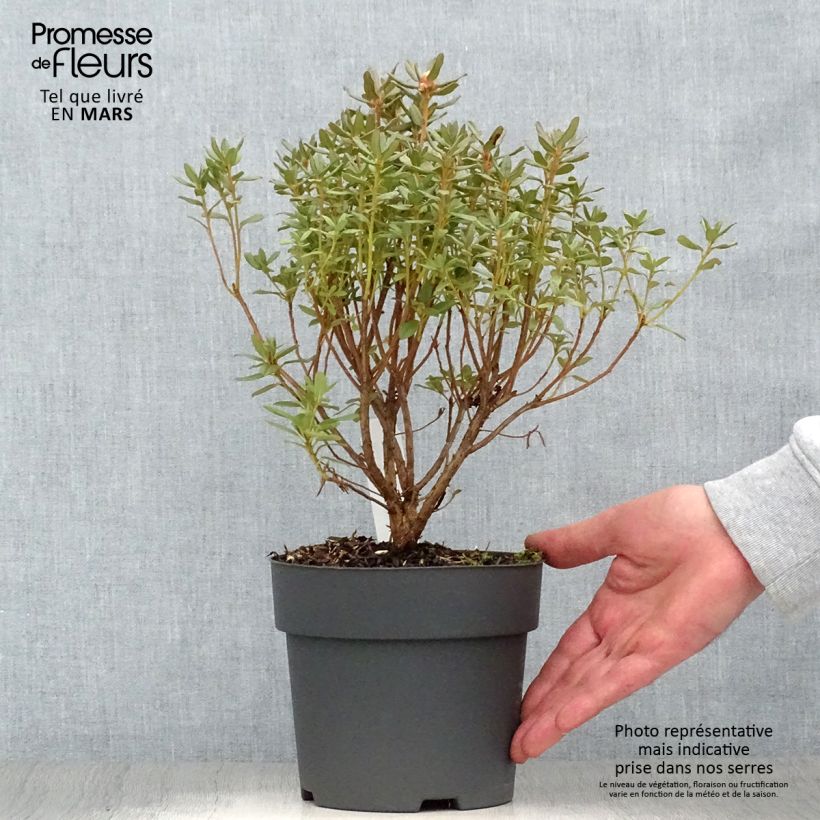 Example of Rhododendron Blue Silver - Rhododendron nain Pot de 3L/4L as you get in printemps