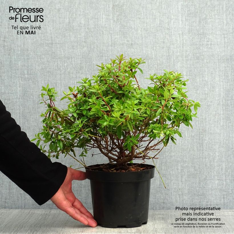 Example of Rhododendron Blue Tit Pot de 2L/3L as you get in printemps