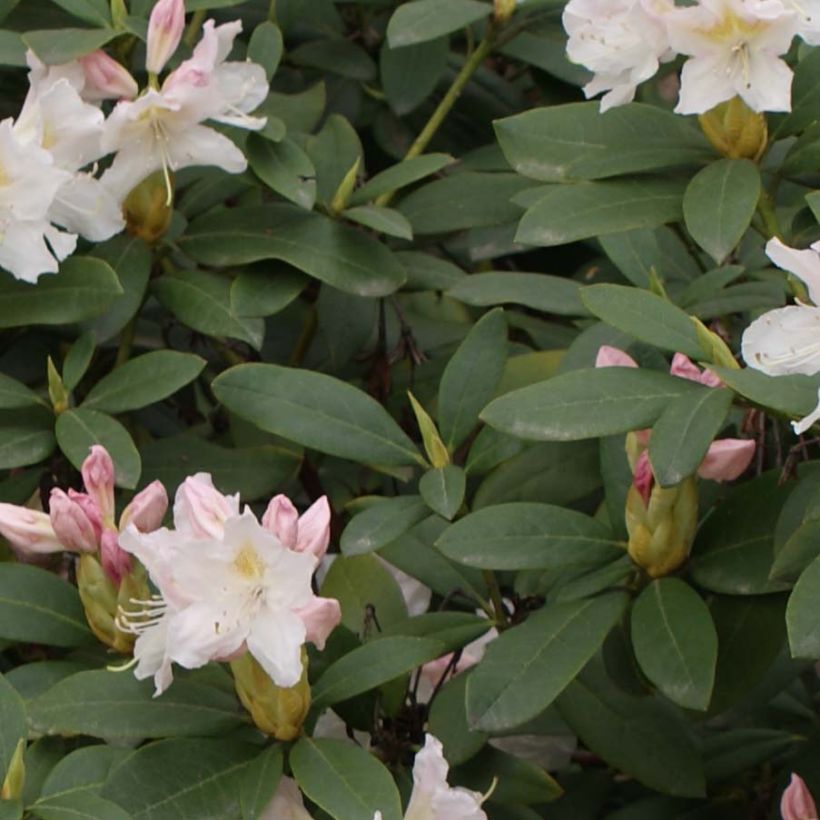 Rhododendron Cunningham's White (Foliage)