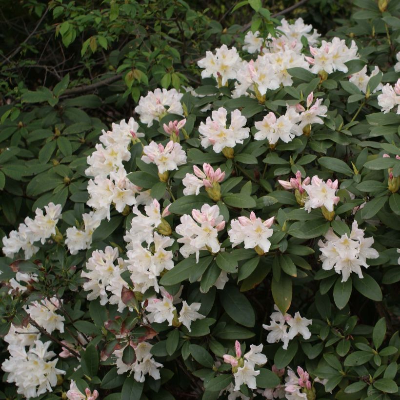 Rhododendron Cunningham's White (Flowering)