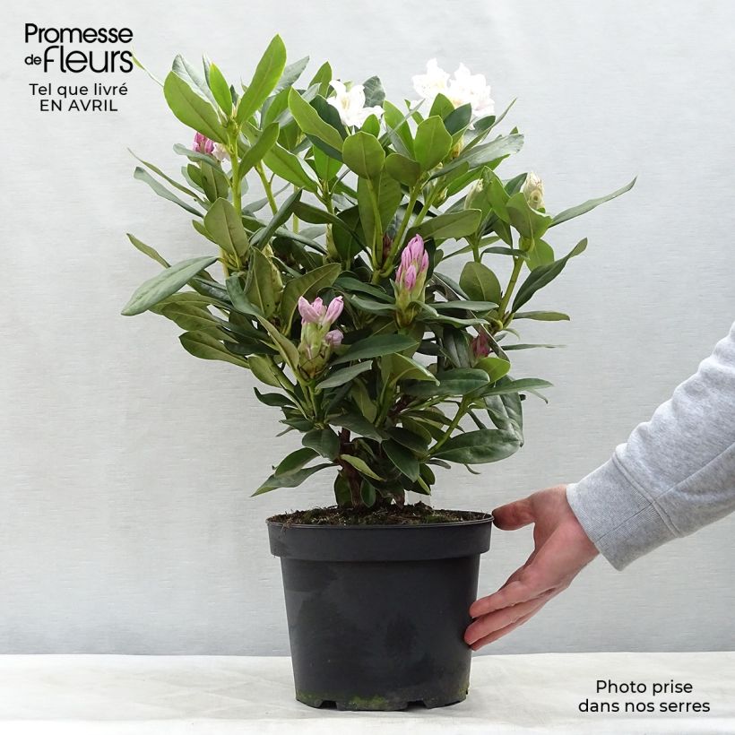 Example of Rhododendron Cunningham's White Pot de 4L/5L as you get in printemps
