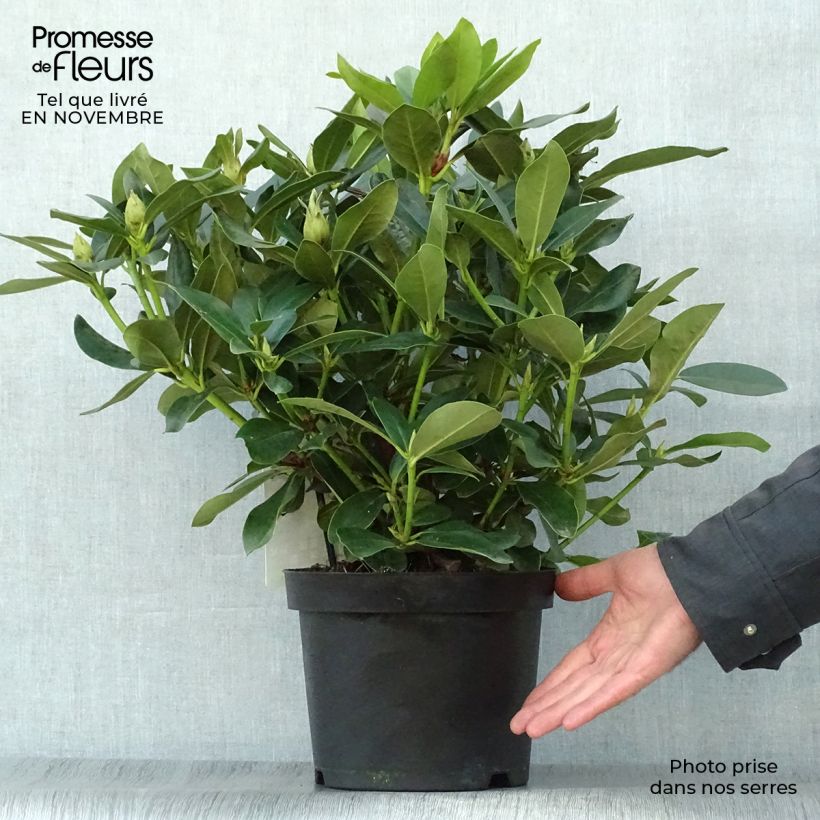 Spécimen de Rhododendron Cunningham's White Pot de 4L/5L tel que livré en automne