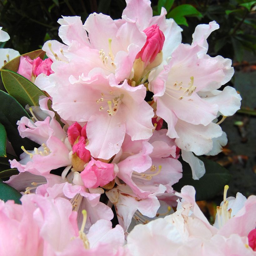 Rhododendron Dream Land - Rhododendron nain (Flowering)