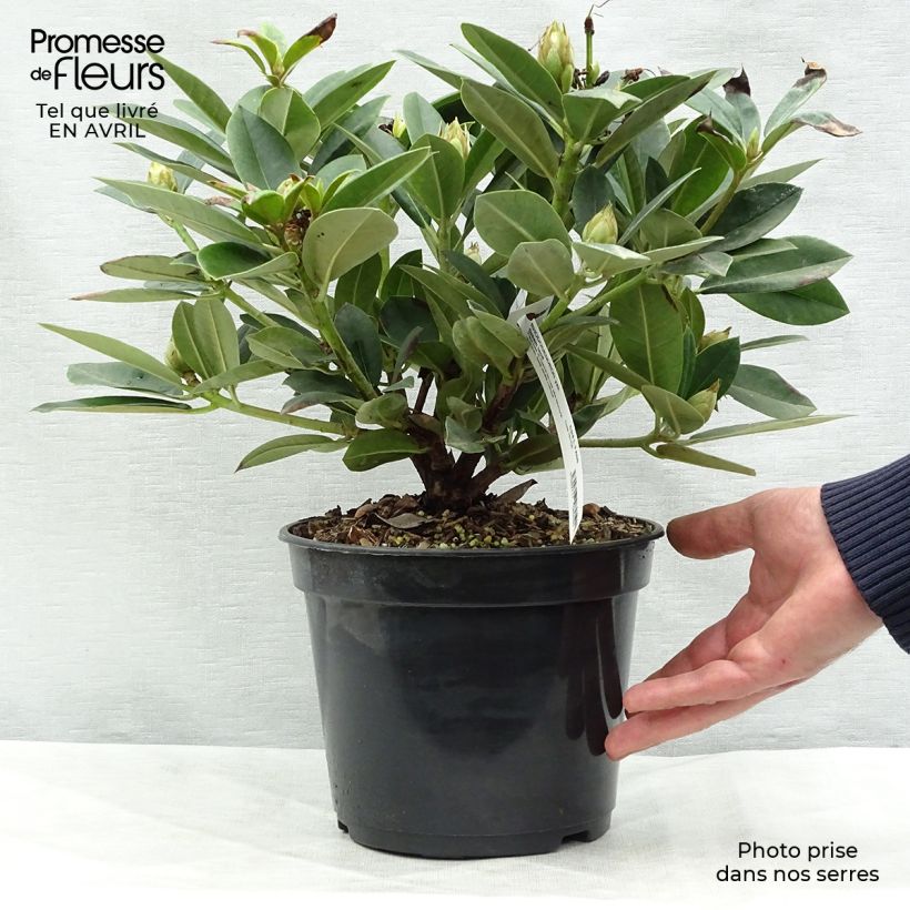 Example of Rhododendron Dream Land - Rhododendron nain Pot de 3L/4L as you get in printemps