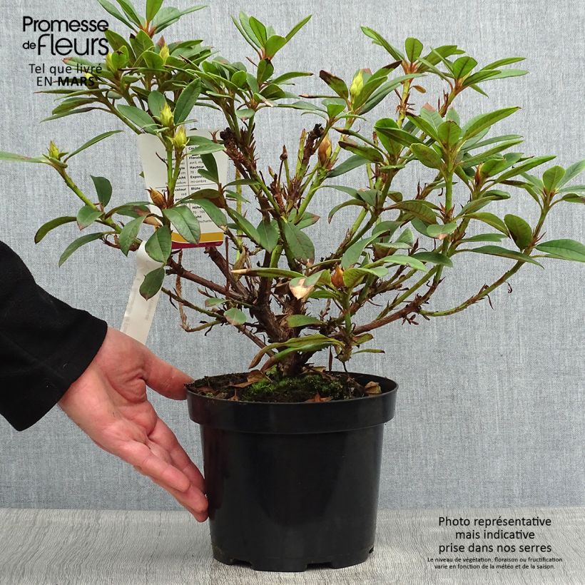 Spécimen de Rhododendron Elizabeth Red Foliage Pot de 2L/3L tel que livré au printemps