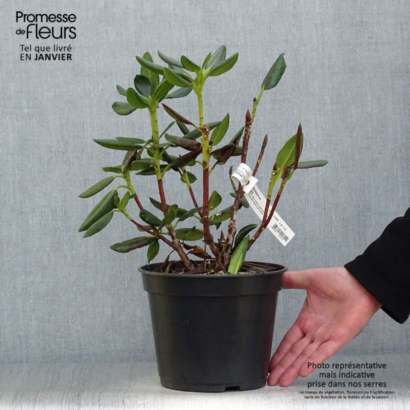 Spécimen de Rhododendron Gedser Gold Pot de 4L/5L tel que livré en hiver