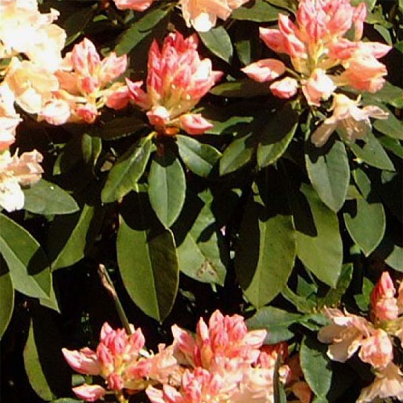 Rhododendron Golden Torch - Rhododendron nain (Foliage)