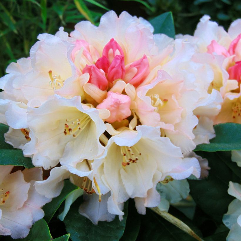 Rhododendron Golden Torch - Rhododendron nain (Flowering)