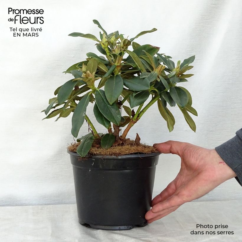 Example of Rhododendron Golden Torch - Rhododendron nain Pot de 3L/4L as you get in printemps