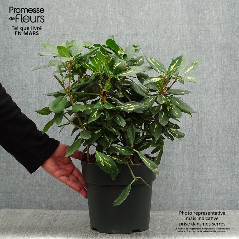 Example of Rhododendron Goldflimmer Pot de 3L/4L as you get in printemps